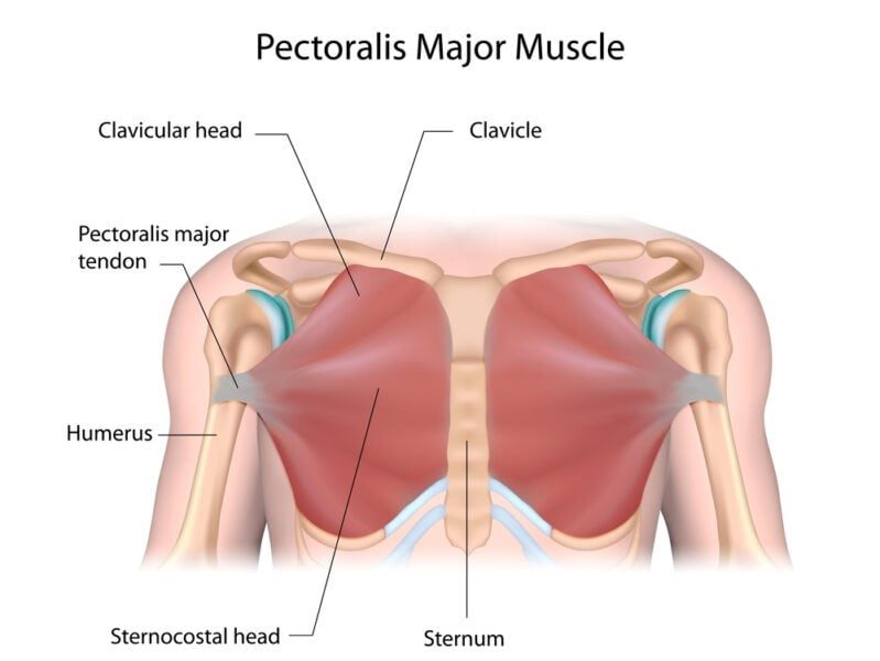 anatomy of chest muscle