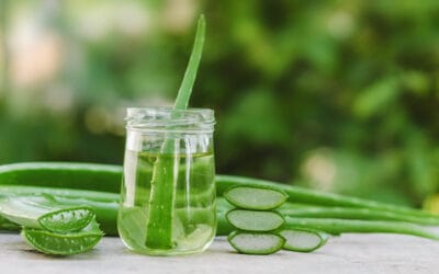 Aloe Vera for Dandruff and Itchy Scalp Treatment